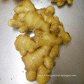 Buy Bulk Bag Packing Fresh Chinese Young Ginger